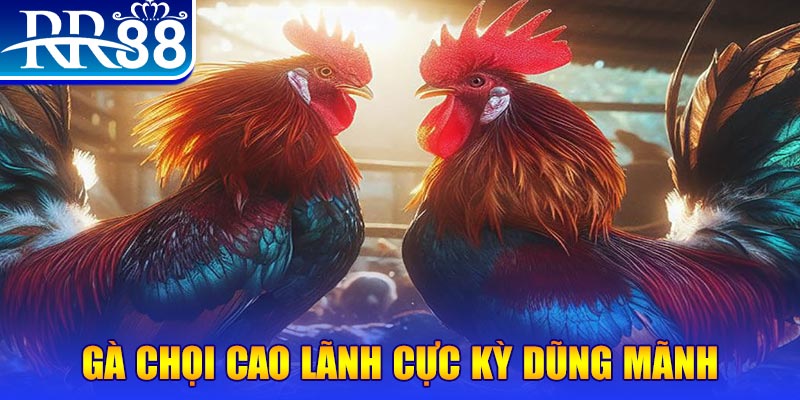 bj 88 đăng nhập poker live
